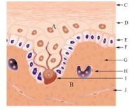 Меланоцит в структуре эпидермиса