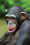 Смеющаяся шимпанзе